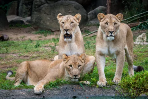 Virtual: Houston Zoo Virtual Tour